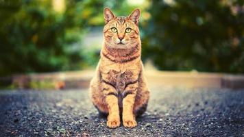 Beautiful Cat On Outdor photo