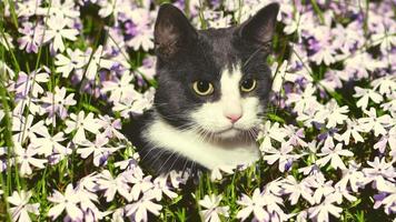 Beautiful Cat With The Flower photo