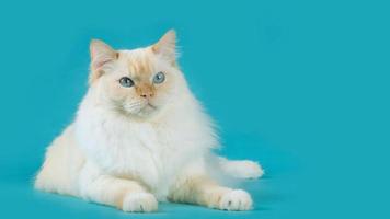 Ragdoll Cat On Blue Background photo
