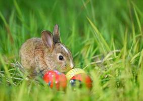 Easter bunny and Easter eggs on green grass outdoor Little brown rabbit sitting photo