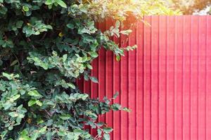 Plant tree and fence zinc red in summer - green leaf and zinc texture background photo