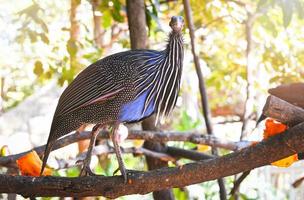 Vulturine Guineafowl standing on branch tree nuture green background in bird farm photo