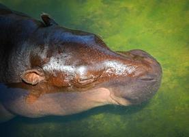 Hippopotamus floating on the water in hippo farm in the wildlife sanctuary photo