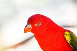 Chattering Lory parrot standing on branch tree beautiful red parrot bird photo