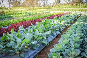 campo de huerta verde plantación de col rizada china ensalada de lechuga de roble verde y rojo en granja de plantación orgánica foto