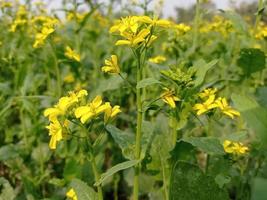 Mustard flower and plant photo