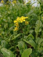 Mustard flower and plant photo