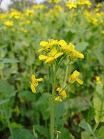 Mustard flower and plant photo