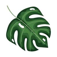 tropical leaf plant foliage vector