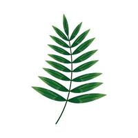 tropical branch with leafs vector