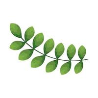 branch with leaves vector