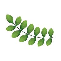 branch with leaves vector