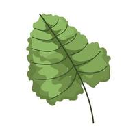 follaje de la planta de hoja vector