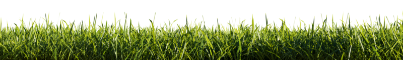 bordure d'herbe vert vif isolée sur fond transparent. illustration de rendu 3d. png