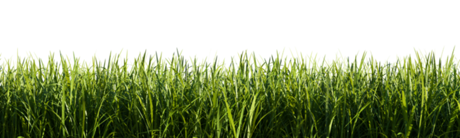 Bright green grass border isolated on transparent background. 3d rendering illustration. png
