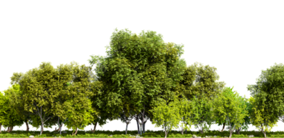 Row of trees isolated on transparent background. 3D rendering illustration png