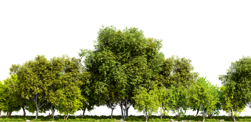 Tree background png discount