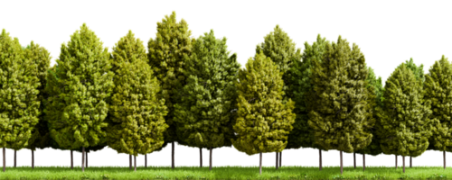 rij van bomen geïsoleerd Aan transparant achtergrond. 3d renderen illustratie png