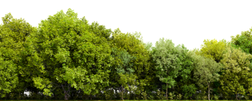 Row of trees isolated on transparent background. 3D rendering illustration png