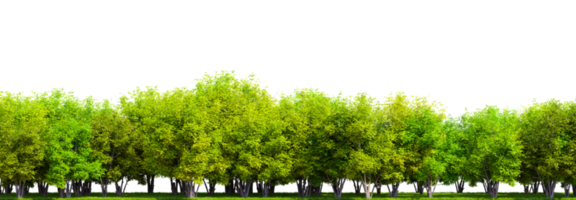 Row of trees isolated on transparent background. 3D rendering illustration png