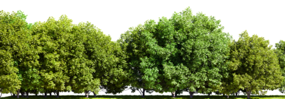 Row of trees isolated on transparent background. 3D rendering illustration png