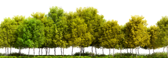 Row of trees isolated on transparent background. 3D rendering illustration png