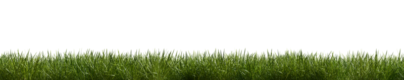 Isolated green grass on a transparent background. 3d rendering illustration. png