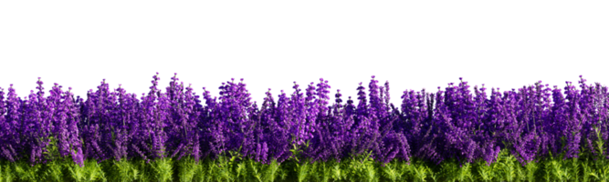 lavanda aislada sobre fondo transparente. ilustración de renderizado 3d png