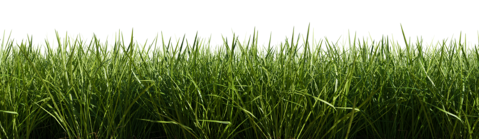 Isolated green grass on a transparent background. 3d rendering illustration. png