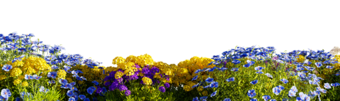 flores aisladas sobre fondo transparente. ilustración de renderizado 3d png