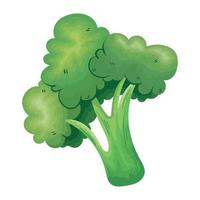 fresh broccoli vegetable vector