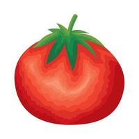 fresh tomato vegetable vector