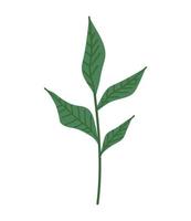 branch with leafs plant vector