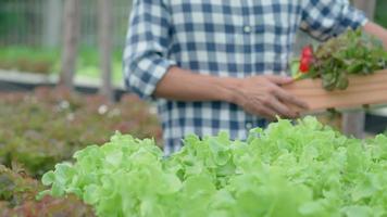 agriculture biologique, saladerie. les agriculteurs récoltent les légumes à salade dans des caisses en bois sous la pluie. les légumes hydroponiques poussent naturellement. jardin de serre, biologique écologique, sain, végétarien, écologie video