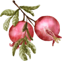 granatäpple vattenfärg klämma konst frukt png