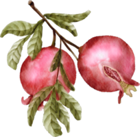 romã aquarela clipart fruta png