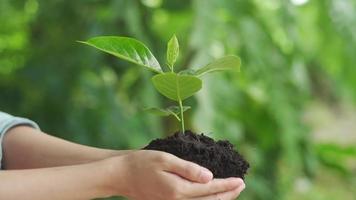 mujer sosteniendo un árbol joven listo para crecer en suelo fértil, prepararse para plantar y reducir el calentamiento global, salvar el medio ambiente mundial, salvar la vida, plantar un árbol día mundial del medio ambiente, sostenible, voluntario. video