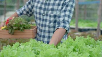 biologisch landbouw, salade boerderij. boeren oogst salade groenten in houten dozen in regenachtig. hydrocultuur groente toenemen van nature. kas tuin, ecologisch biologisch, gezond, vegetarisch, ecologie video