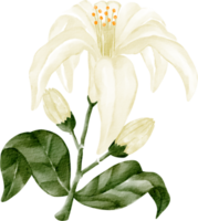 hibisco de flor blanca acuarela png