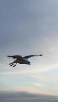 gaivota pairando sobre o mar, levitação de aves marinhas no ar, gaivota voando sobre o oceano. video