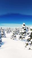 Flying over a coniferous forest covered with snow. Vertical looped video