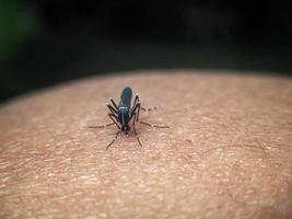 Mosquitoes suck human blood. Mosquito on human skin. photo