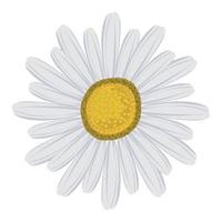 daisy flower icon vector