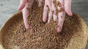 Hulled common buckwheat grains. Fagopyrum esculentum, dried seeds. video