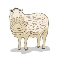 Vector illustration of sheep isolated on white background