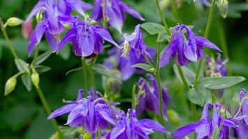 Bumblebee collecting nectar and pollen from the flowers of purple aquilegia flowers. video
