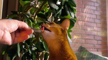 Abyssinian cat eat delicacy cream soup from tube video