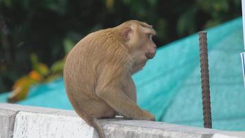 un' scimmia con un' lecca-lecca. il grande Budda tempio nel Phuket. Tailandia. video