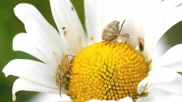 Brown Marmorated Stink Bug Halyomorpha halys on chamomile flower video