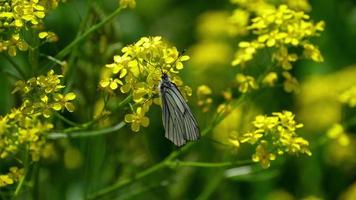 aporia crataegi, mariposa blanca veteada de negro en estado silvestre, sobre flores de ceniza. video